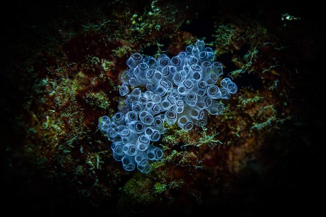 Night Shore Diving Mangel Halto Aruba for Certified Divers - Meet your guide: patient instruction you can relax into