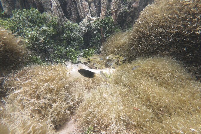 Private Boat Tour in Aruba - Malmok Beach and the baboo shipwreck: colorful fish time