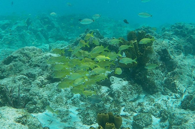 Private Custom Snorkeling and Cruising Experience in Aruba - The Captain Makes (Almost) All the Difference