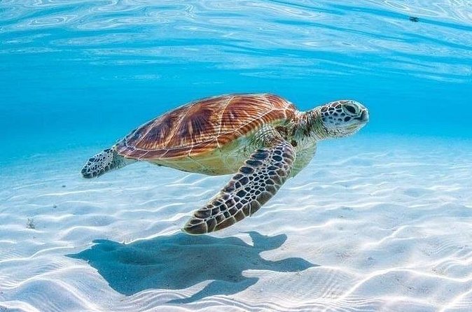 Private Custom Snorkeling and Cruising Experience in Aruba - Pickup, Timing, and Meeting Without Stress