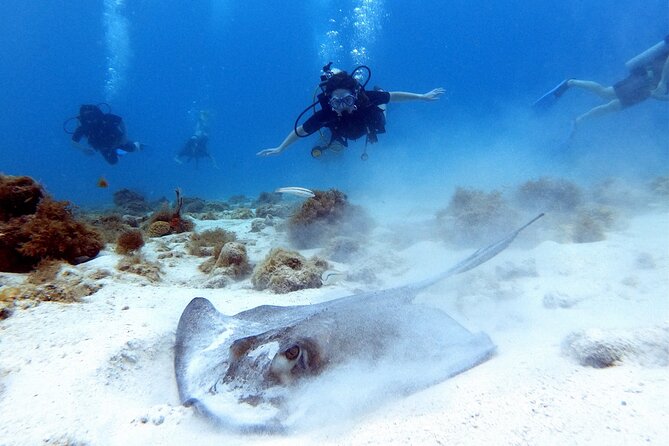 Private Dive + videographer/Photographer (Certified divers only) - Key Points Before You Go