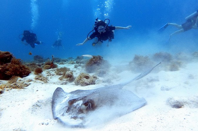 Private Dive + videographer/Photographer (Certified divers only) - The Photographer Part: 25 Edited Images and How to Get Your Best Shots