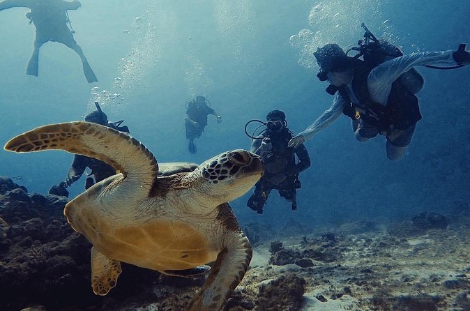 Private Dive + videographer/Photographer (Certified divers only) - Timing That Fits Real Life: About 2 Hours Total