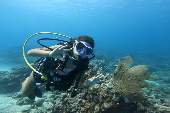Private Dive + videographer/Photographer (Certified divers only) - Optional Boat Dives for $45: When It’s Worth It