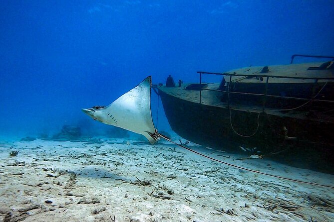 Private Dive + videographer/Photographer (Certified divers only) - The Certified-Diver Requirement Keeps the Day Low-Stress