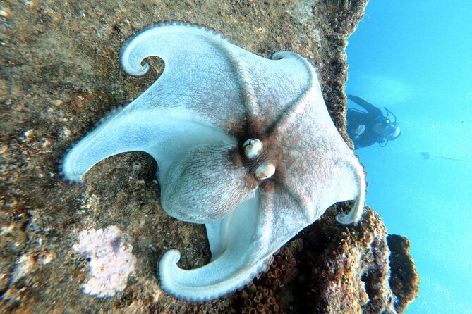 Private First-Time Dive on Aruba’s Reef and Wreck Site - Why Aruba feels like the right place for your first scuba session