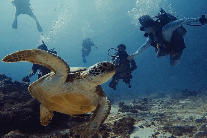 Private First-Time Dive on Aruba’s Reef and Wreck Site - Shallow-water practice: the part that makes real sightings feel possible
