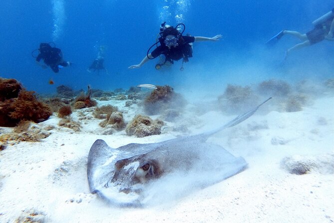 Private First-Time Dive on Aruba’s Reef and Wreck Site - What you’ll see offshore: coral reef, fish, and a shipwreck