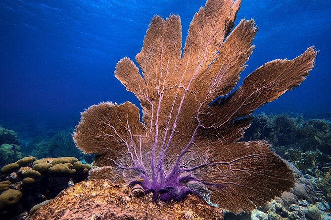 Private First-Time Dive on Aruba’s Reef and Wreck Site - Instructors and teaching style: Alan, Ray, Pauline, and Megan
