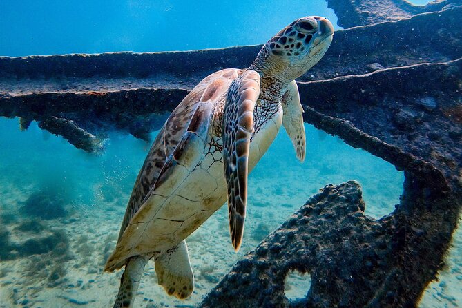 Private First-Time Dive on Aruba’s Reef and Wreck Site - Photos and video memories (if you want them)