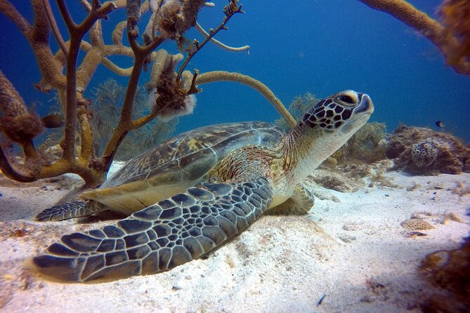 Private First-Time Dive on Aruba’s Reef and Wreck Site - The meet point and the 3-hour flow you should expect