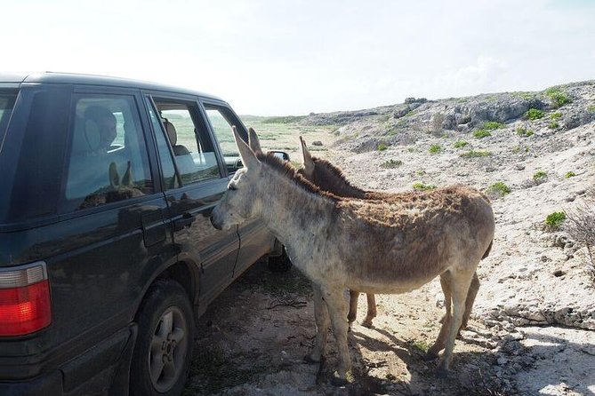 Private German Speaking Jeep Tours - Natural Bridge on the northeast coast: bays, boulders, and old fame