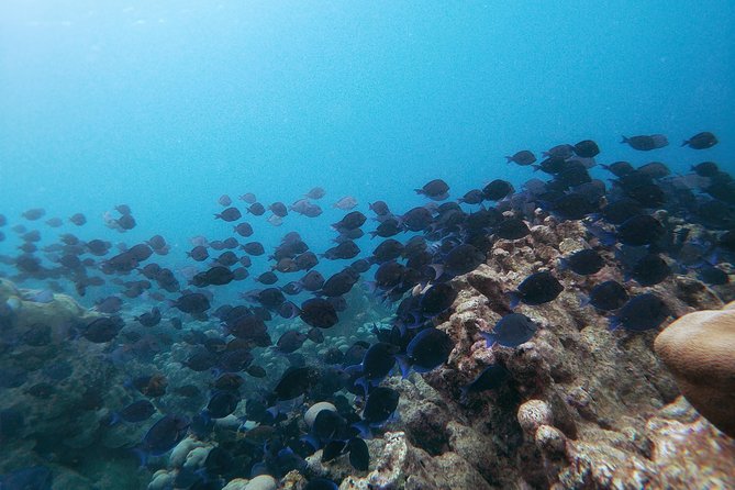 Private nature tour: Aruban mangrove forest & pristine coral reef - Mangel Halto Beach snorkel: outer reef viewing from shore