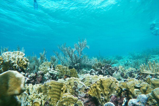 Private nature tour: Aruban mangrove forest & pristine coral reef - What to expect from your guide (and why Monica is a standout)