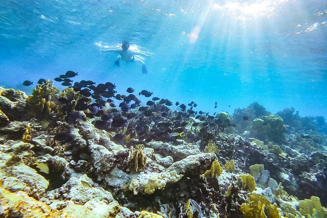 Private snorkel with 2 stops in Aruba - Eco-friendly! - Quick key points before you go