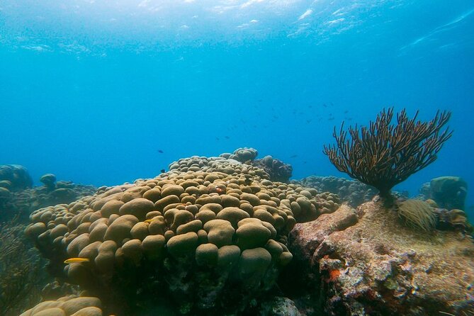 Private snorkel with 2 stops in Aruba - Eco-friendly! - Why this Aruba snorkel works: shore entry beats the boat routine