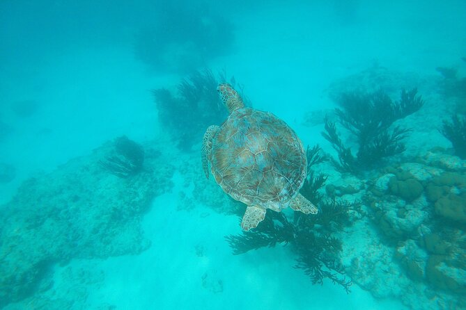 Private snorkel with 2 stops in Aruba - Eco-friendly! - Stop 1 for turtles: how your guide improves your odds from the beach