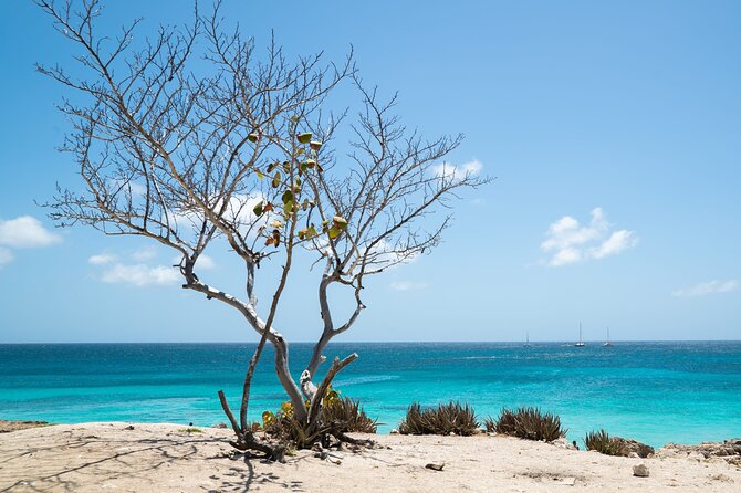 Private snorkel with 2 stops in Aruba - Eco-friendly! - Stop 2 for coral and fish: what you’ll do and what to look for