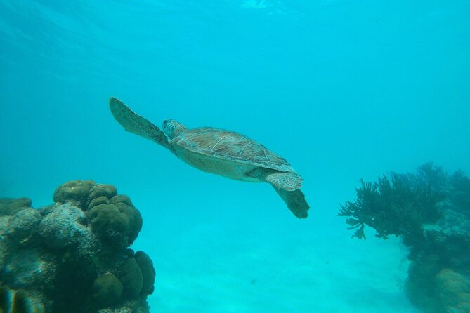 Private snorkel with 2 stops in Aruba - Eco-friendly! - Private guide advantage: patience, instruction, and mixed-skill comfort