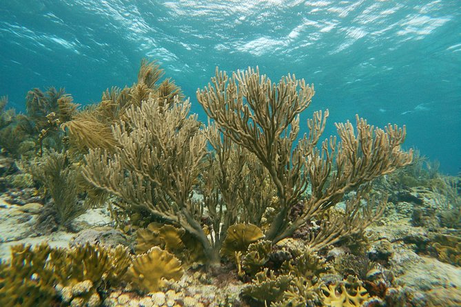 Private snorkel with 2 stops in Aruba - Eco-friendly! - Price and value: is $148.73 per person worth it?
