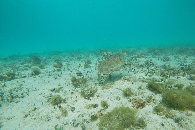 Private snorkel with 2 stops in Aruba - Eco-friendly! - Who should book this Aruba private snorkel