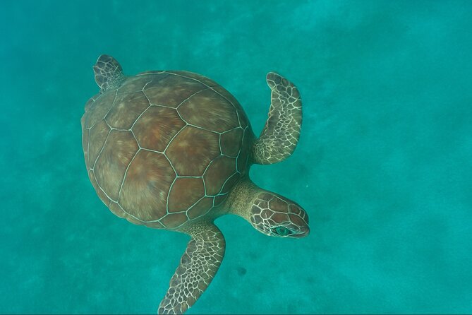 Private Tour: Swim with Turtles, Cave Pool & Floating Breakfast - Tres Trapi Steps: Turtle Snorkeling at Aruba’s Northwest Coast