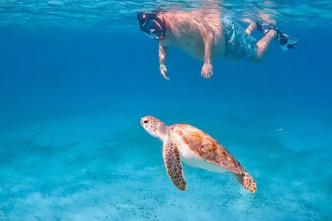 Private Turtle Spotting Snorkeling Excursion in Aruba - Key points that make this Aruba turtle tour different