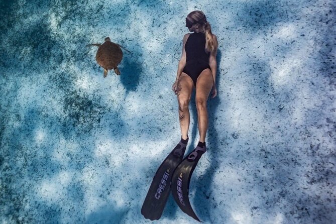 Private Turtle Spotting Snorkeling Excursion in Aruba - Wildlife you may see besides turtles (and why that’s a plus)