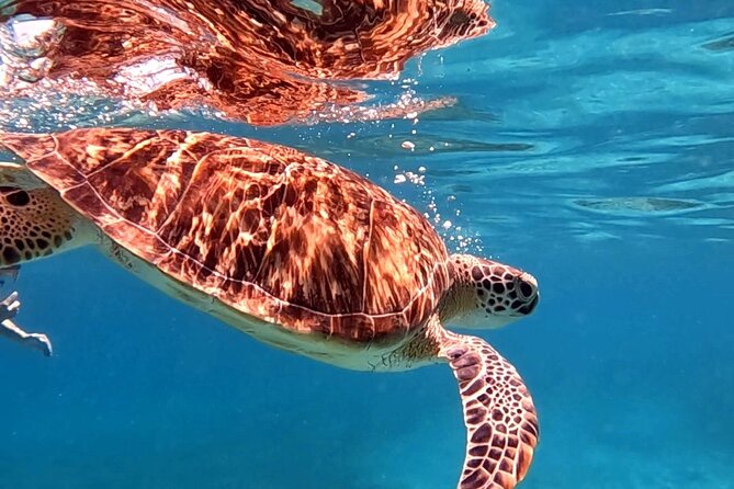 Private Turtle Spotting Snorkeling Excursion in Aruba - Price and value: what you’re paying for at $97 per person