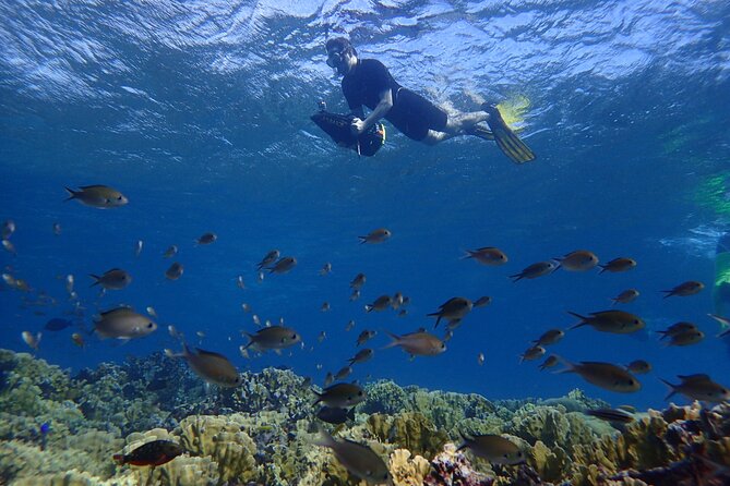 Small-Group Sea Scooters Snorkel at Mangel Halto Beach in Aruba - Key things to know before you go