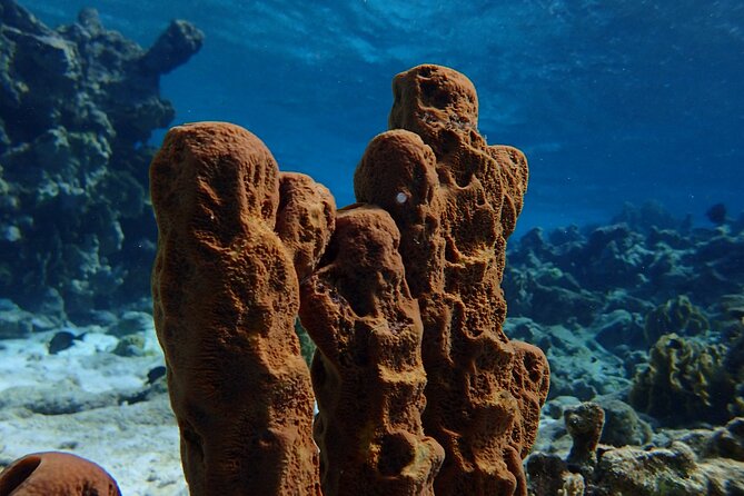 Small-Group Sea Scooters Snorkel at Mangel Halto Beach in Aruba - Mangel Halto Beach Reef Loop: Fish, Coral, and Even a Wreck Spot