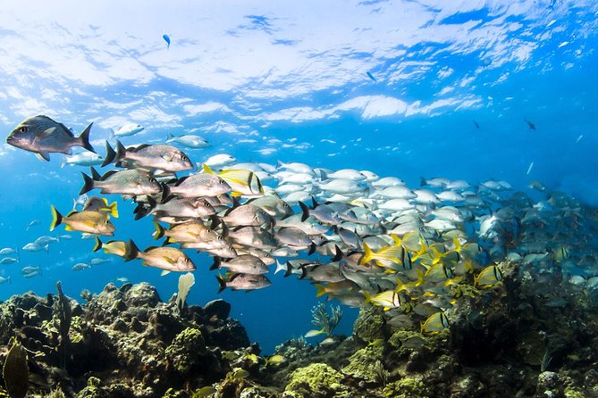 Small Group Snorkeling at Mangel Halto Aruba - The Safety Briefing: Hand Signals and Real Expectations