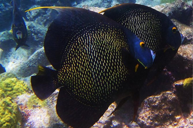 Small Group Snorkeling at Mangel Halto Aruba - Price and Value: What $55 Buys You (and What It Doesn’t)