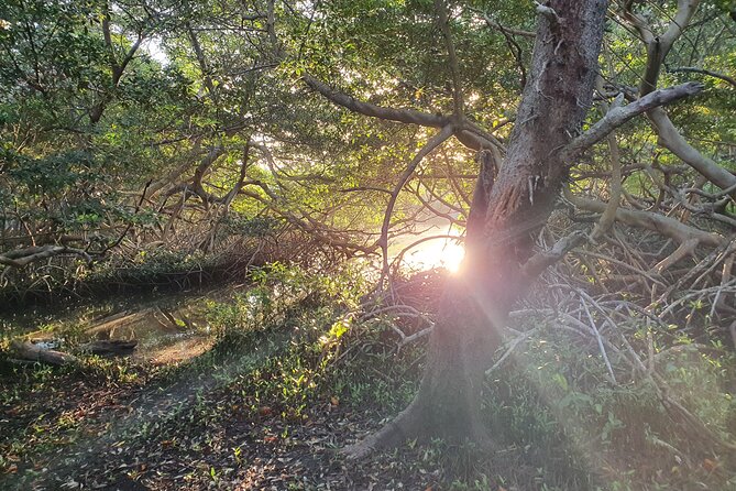Spanish Lagoon Mangrove Trail & Bird Watching - Key highlights