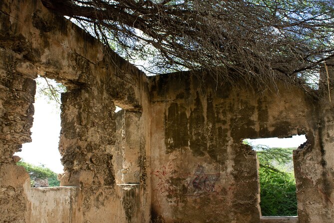 Spanish Lagoon Mangrove Trail & Bird Watching - Bird watching at Shoco nests: how to maximize owl odds