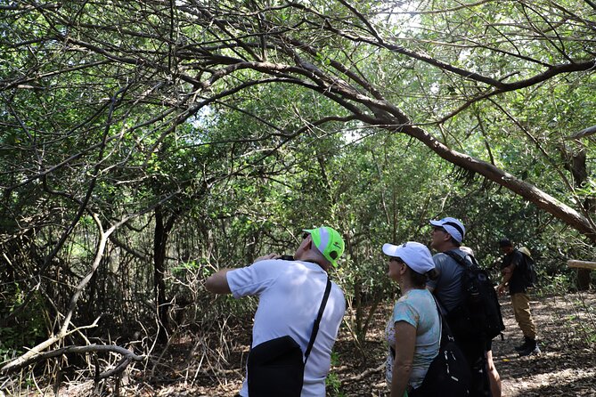 Spanish Lagoon Mangrove Trail & Bird Watching - Who should book this mangrove-and-birds tour