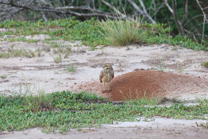 Spanish Lagoon Mangrove Trail & Bird Watching - The Spanish Lagoon Mangrove Trail: hiking, aloe, and the 1465 BC shell middens