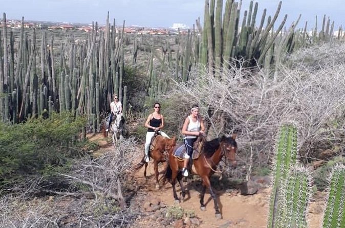 Sunset Horseback Ride in Aruba - Price and Value: Is $130 a Good Deal?