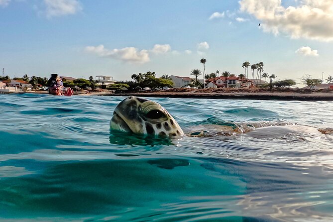 Turtle Snorkeling Tour in Tres Trapi, Aruba - Key highlights before you go