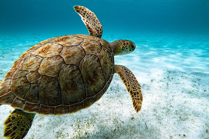 Turtle Snorkeling Tour in Tres Trapi, Aruba - Tres Trapi turtle snorkeling: why this spot works
