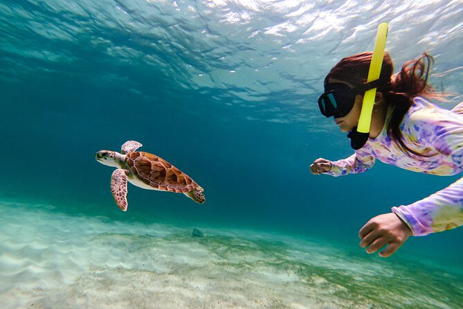 Turtle Snorkeling Tour in Tres Trapi, Aruba - Small group setup: about 4 to 5 per guide (max 8)