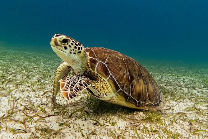 Turtle Snorkeling Tour in Tres Trapi, Aruba - Gear and guidance: what you get and what you do first