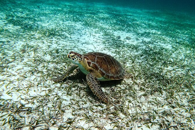 Turtle Snorkeling Tour in Tres Trapi, Aruba - What snorkeling feels like once you’re in