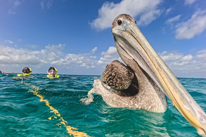 Turtle Snorkeling Tour in Tres Trapi, Aruba - Turtle sightings: how the guide finds them
