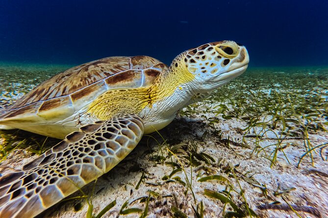 Turtle Snorkeling Tour in Tres Trapi, Aruba - Other marine life: more than just turtles